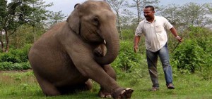 Rakesh-Soud-Wild-Life-Conservation-Assam