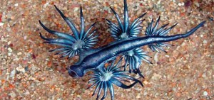 beautiful-creatures-blue-dragon
