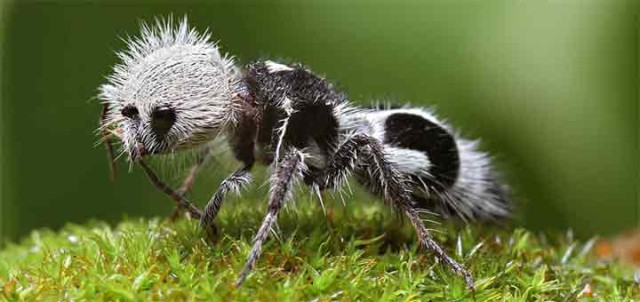 beautiful creatures - Panda Ant