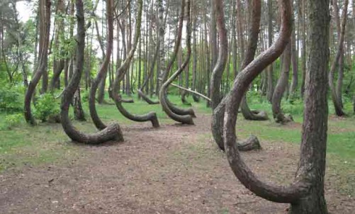 crooked-forest-poland-amazind-places