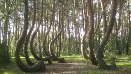 crooked-forest-poland-unique-places
