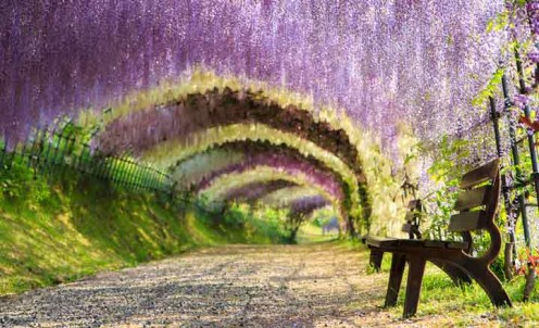 wisteria-tunnel-japan-amazing-place