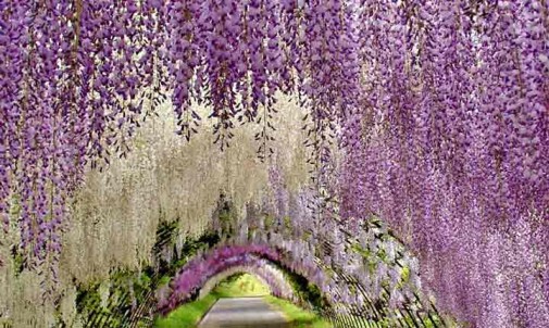 wisteria-tunnel-japan-beautiful-place