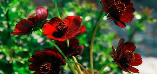 top rare flowers chocolate cosmos