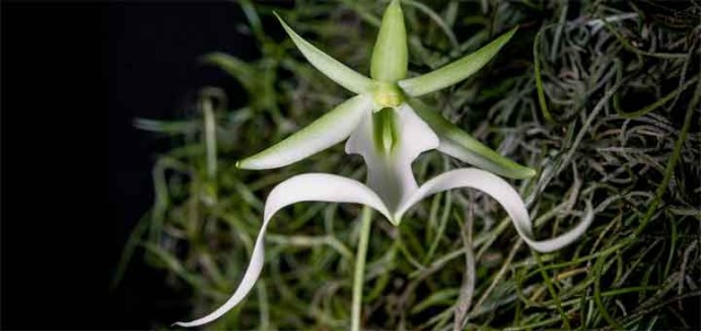 rare flowers ghost orchid