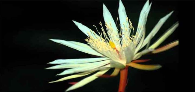 rare flowers kadupul flower