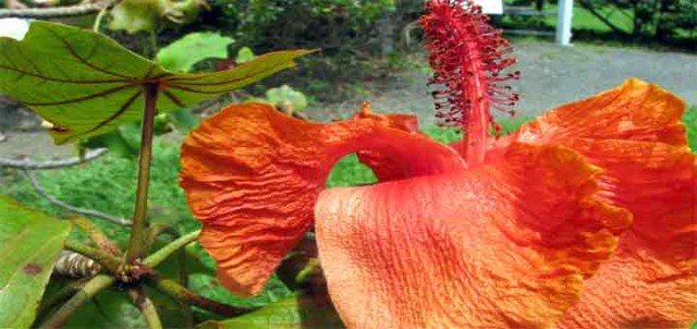 rare flowers koki’o