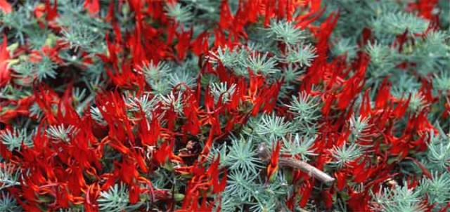 top rare flowers parrots beak