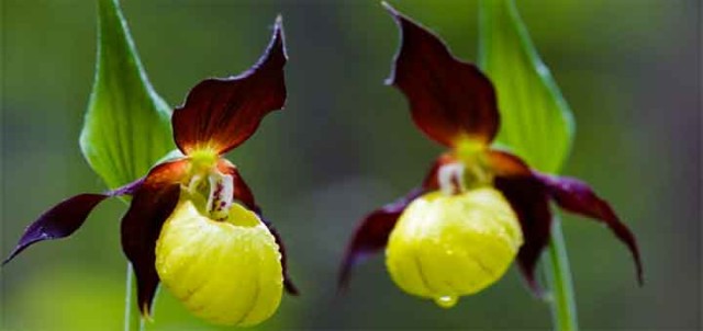 rare flowers yellow and purple lady slip