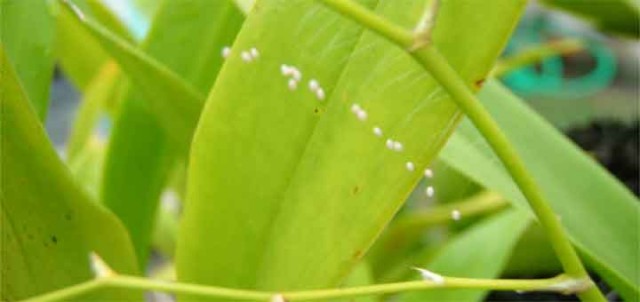 rare flowers youtan poluo