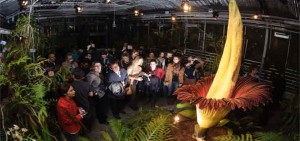 the corpse flower top rare flowers