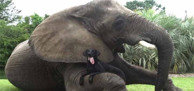 unlikely friendships elephant dog