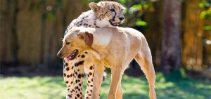 unlikely friendships cheetah dog