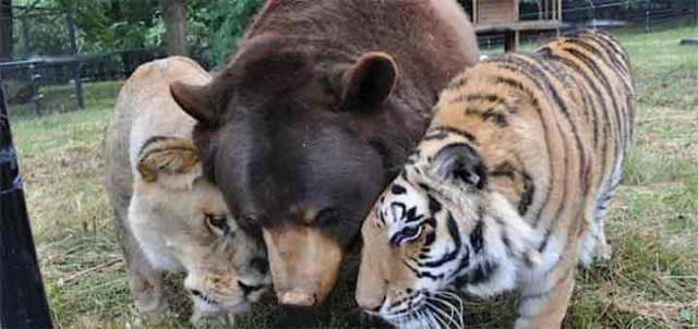 unlikely friendships lion tiger bear