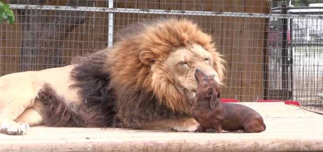 unlikely friendships dog lion