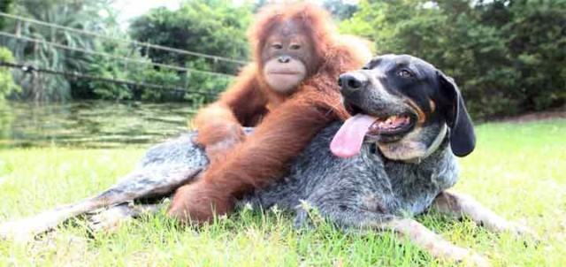 unlikely friendships photo orangutan dog