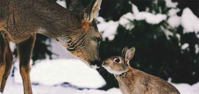 unlikely friendships wild rabbit deer