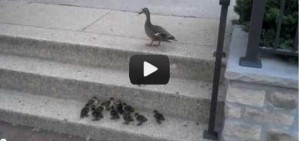 duck duckling success story video