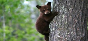 bear cub