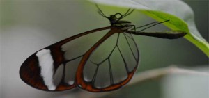 rare butterflies