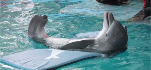 winter the dolphin