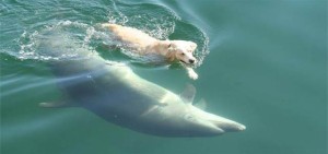 animal friendships