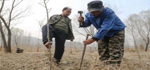 plant trees