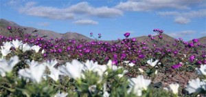 atacama desert