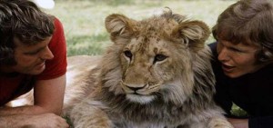 christian lion