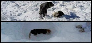 canines