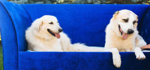 dog tales