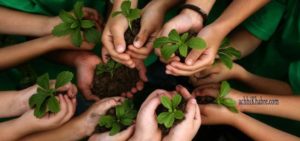 afforestation