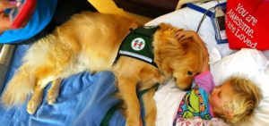 therapy dogs