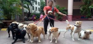 voice of stray dogs
