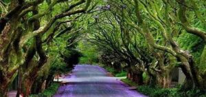 mahim nature park
