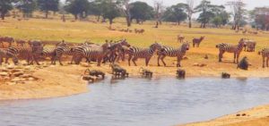 tsavo west national park
