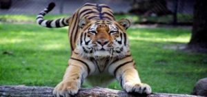 dehradun zoo