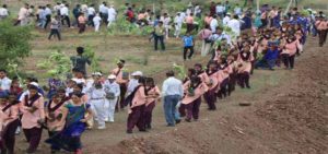 plantation in madhya pradesh